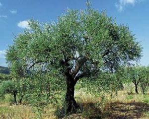 olivo-olea-europaea