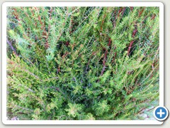 
El unico y autentico brezo, el cultivado y 
recolectado en las montaas del Baix Empord ( Girona ) N 1 por su resistencia 
de mas de 15 aos. 
 