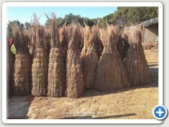 PROCESO DE CARGA DE SOMBRILLAS BRUC GIRONA PARA LA EXPORTACIN